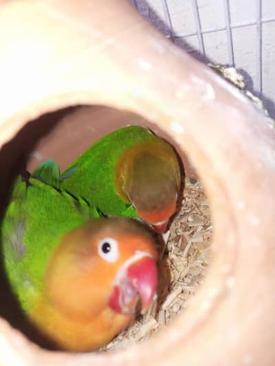 Lovebirds white Java