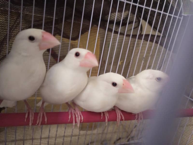 Lovebirds white Java 1