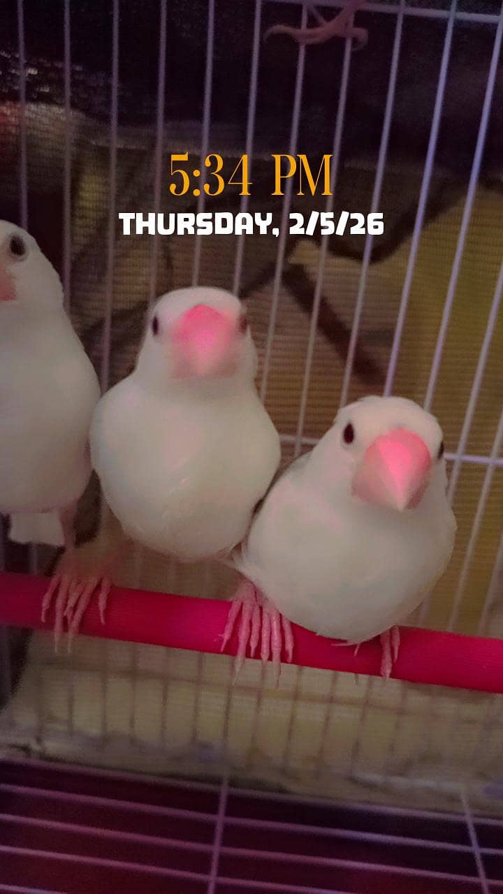 Lovebirds white Java 2