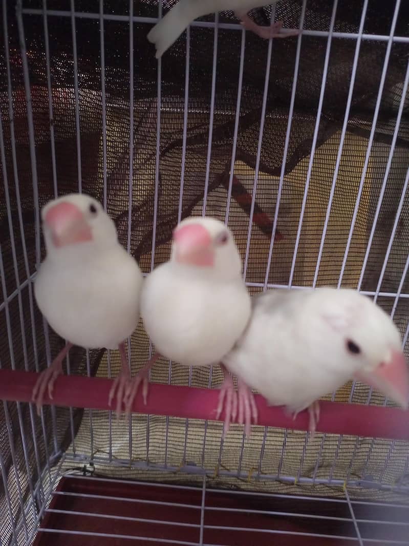 Lovebirds white Java 3