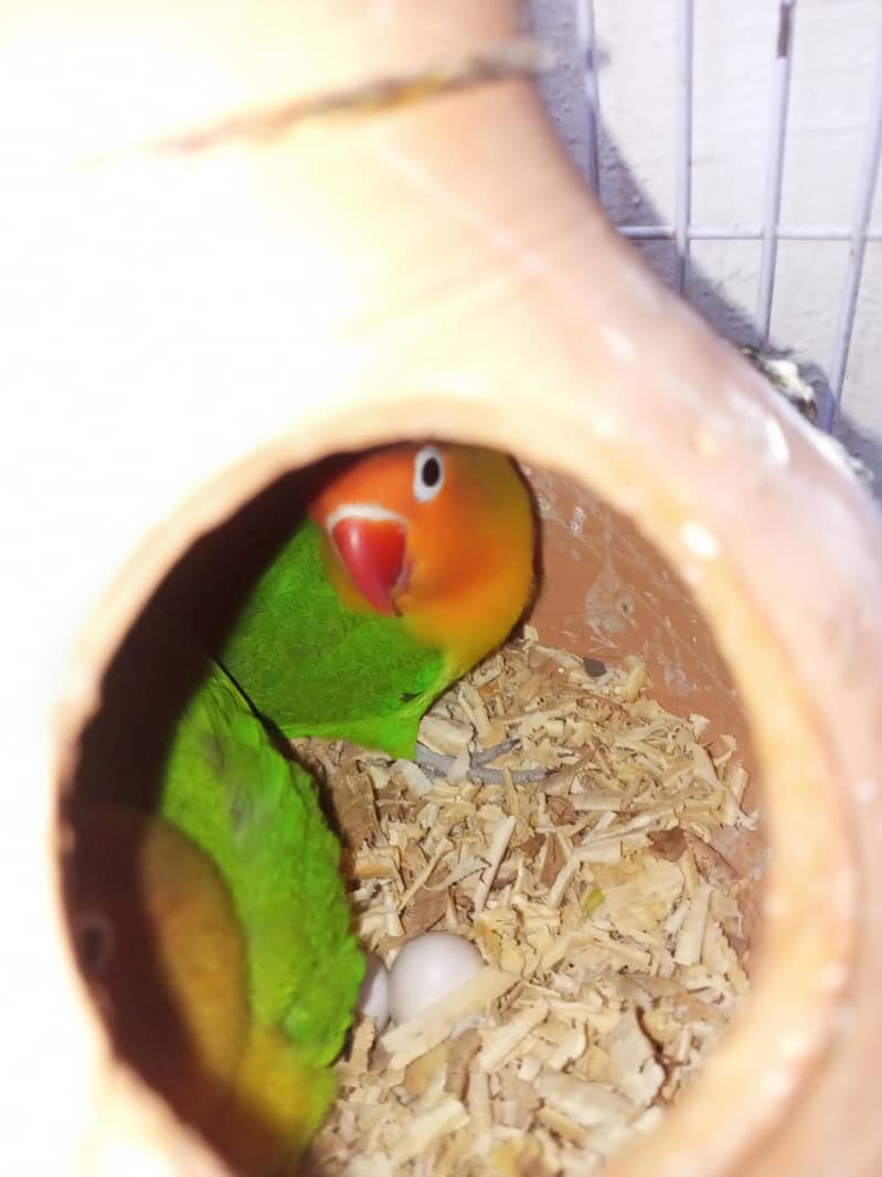 Lovebirds white Java 4