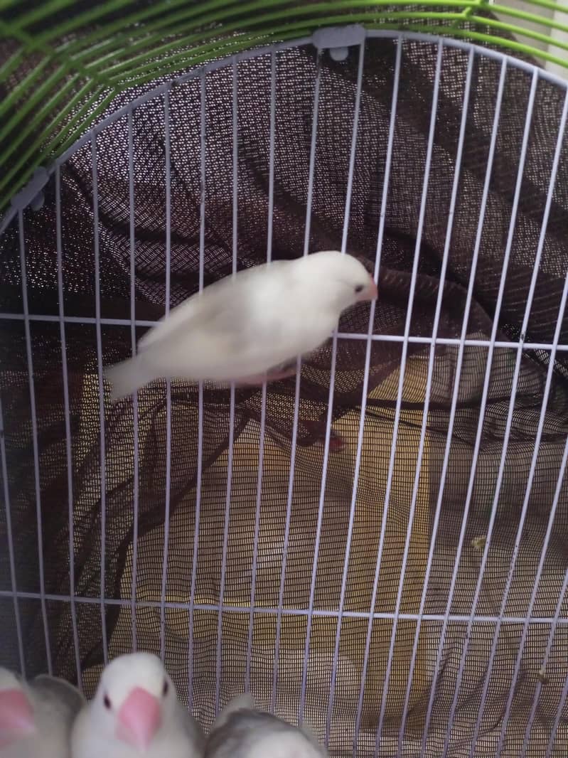 Lovebirds white Java 5
