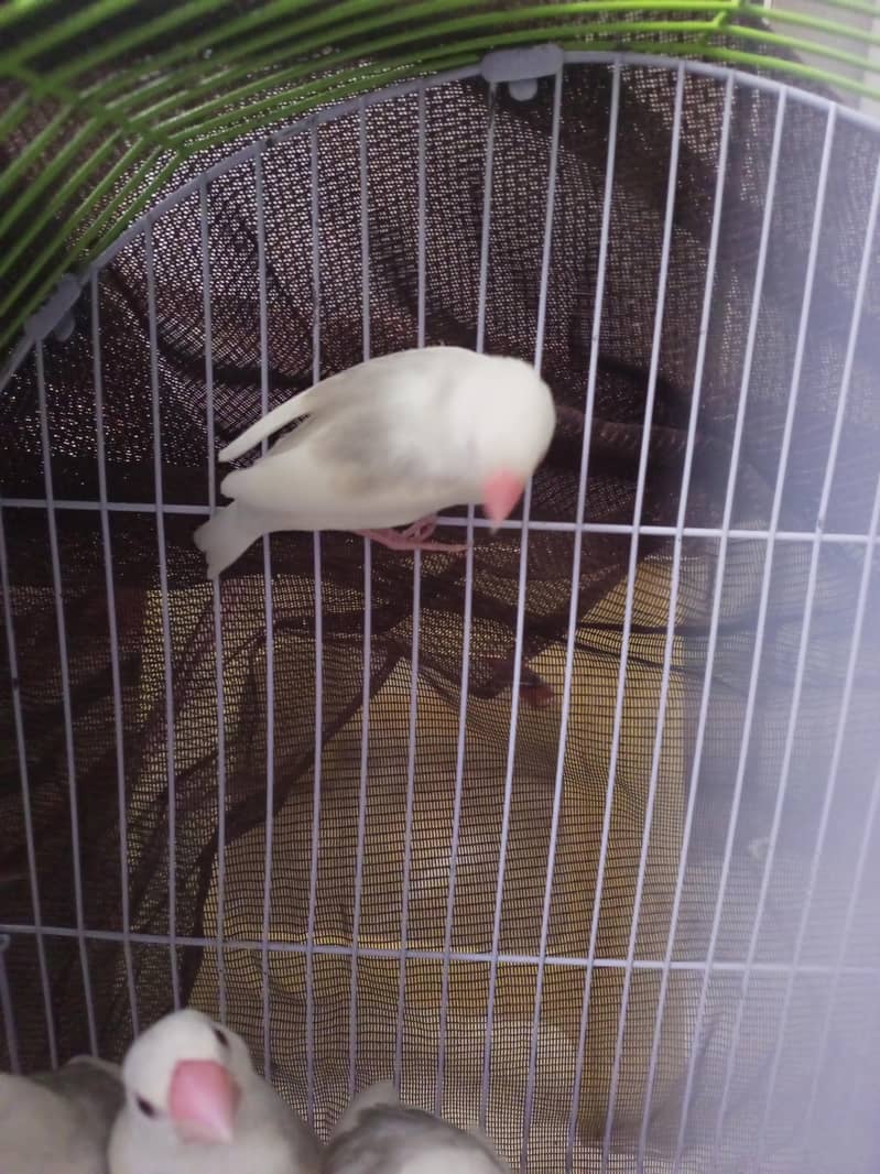 Lovebirds white Java 6