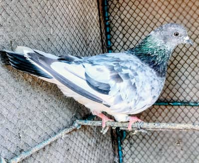 original dayyar Black zarre eyes