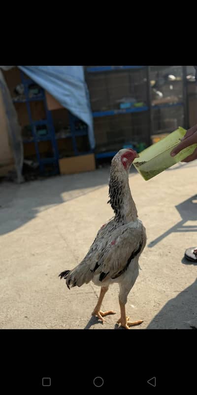 King Shamo female high class breeder female  long height