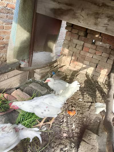 Aseel Heera patha black dots hain