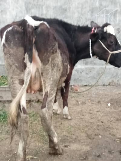 cow for sell