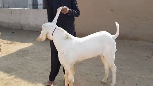 Bakra for sale/ +03102729869