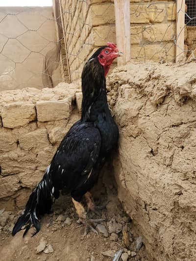 Aseel lasaani pair for sale