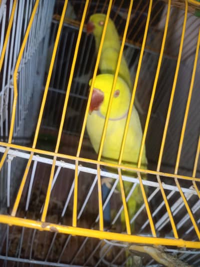 pure yellow ringneck pair