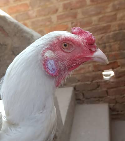 Aseel Heera Pathha Rooster