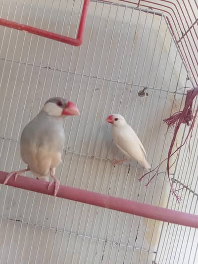 java breeder pair available for sale