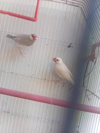 java breeder pair available for sale