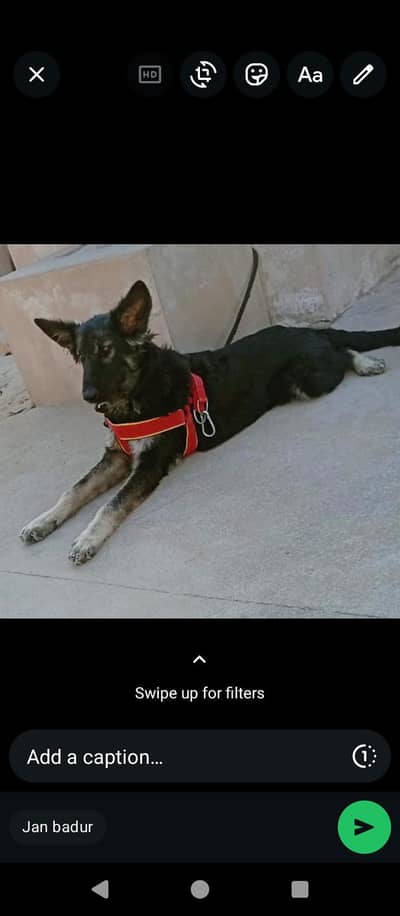 Belgian Shepherd. for sel