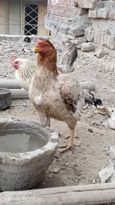 aseel hen healthy and active