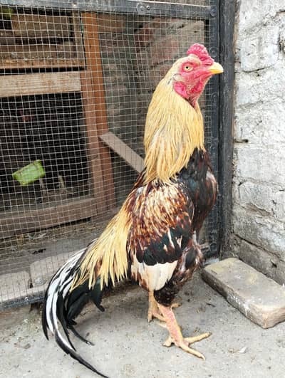 Long tail jawa aseel murgha whatsapp03135579219