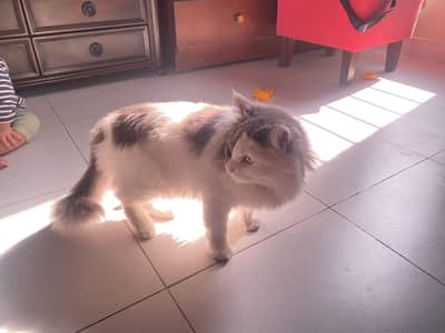 Persian cat/double quoted/female