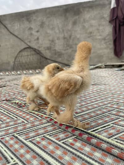 Golden heavy buff chicks