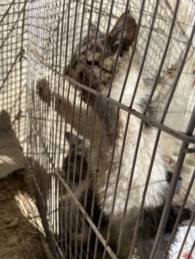 PERSIAN CAT BABY FOR SALE MALE