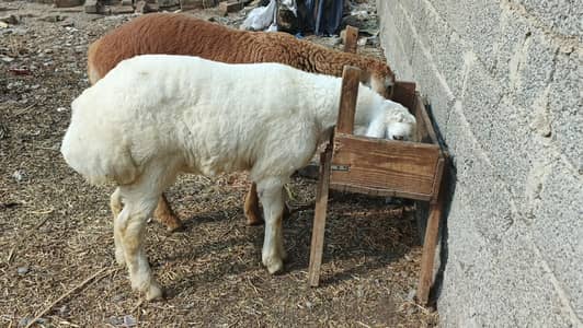 White and brown Dumba