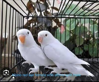 Love bird breeder pairs