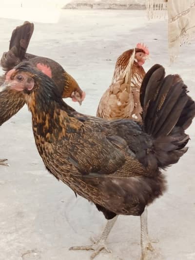 گھر کی خوراک پر پالی مرغیاں03071272470