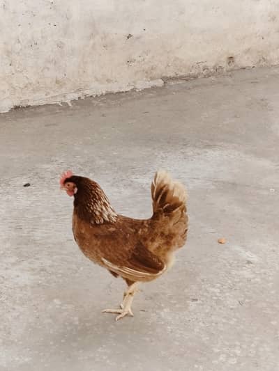 گھر کی خوراک پر پالی مرغیاں03071272470