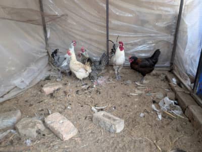 Hens Setup for Sale price