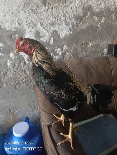 Aseel patha for sale