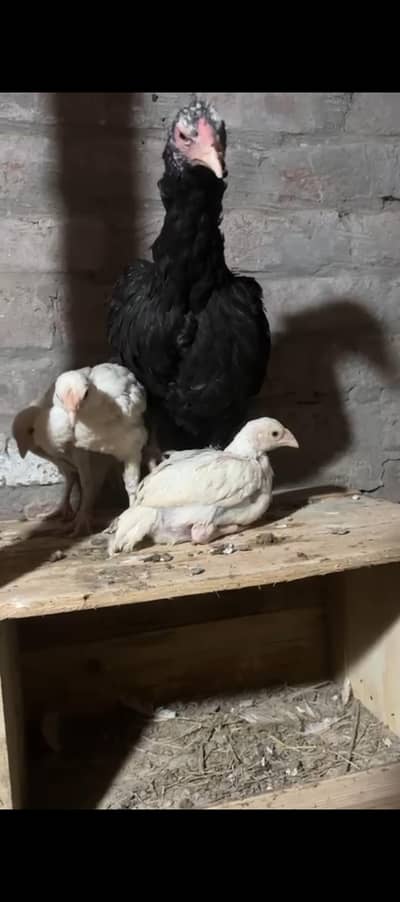 Aseel heera pure white