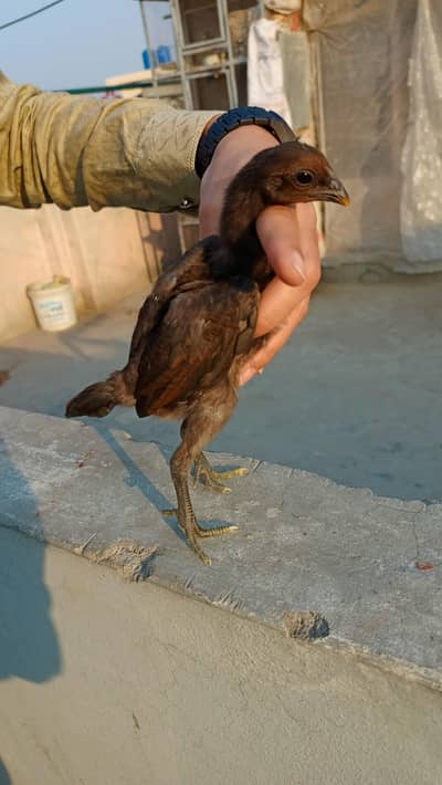 Supreme quality permoze dragon chicks available for sale