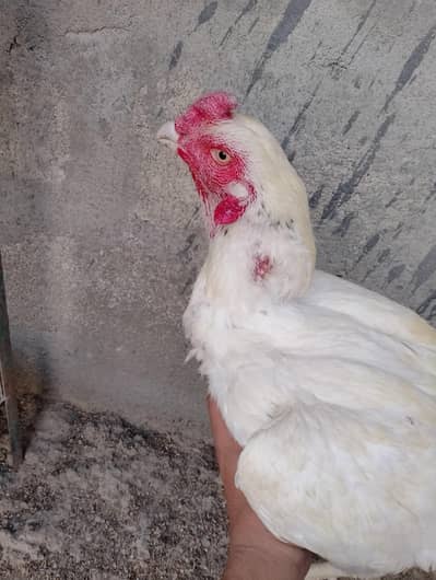 Aseel Hira murga and miyawali murgi