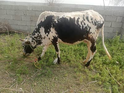 cow for sell