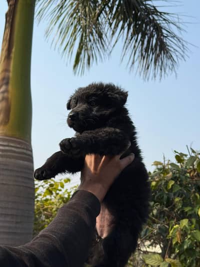 German Shephard Female Puppies 1 month old