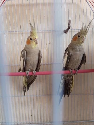 cocktail Birds Home Breed