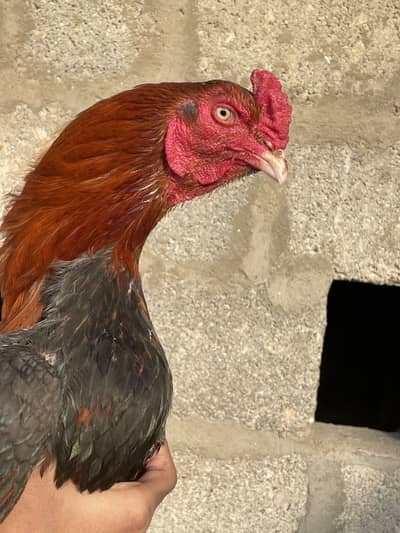 Aseel Sindhi high quality