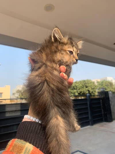 Cute Female Smoking Color Kittens 7k each – 2 Months Old – Yellow Eyes