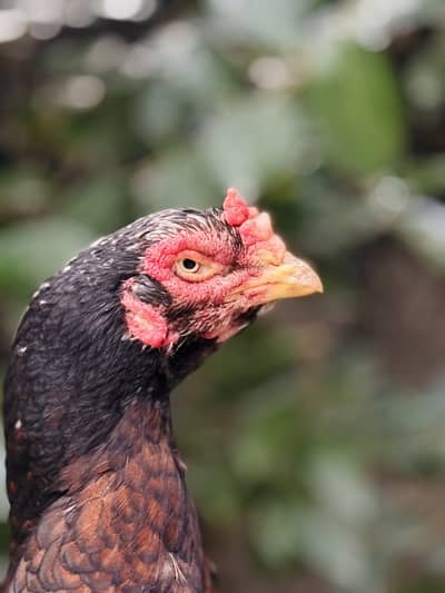 Quality Aseel Hen Available
