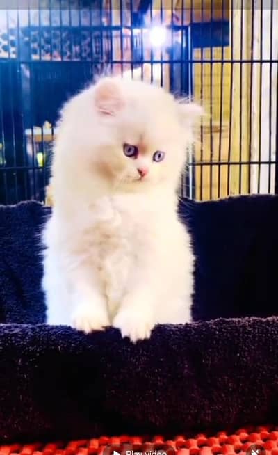 Persian Cats & Kittens for Sale may WhatsApp 03472175246