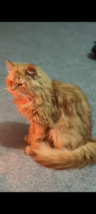 pure persian triple coat male kitten