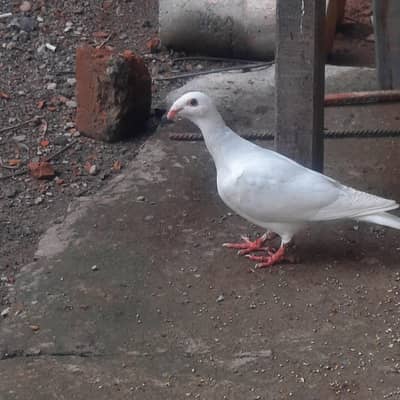 German Beauty Breeder