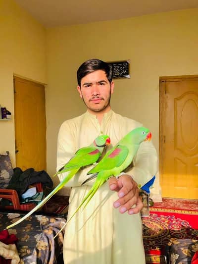 raw parrot male hand tam contact number03094016734