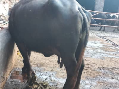 Mashallah neli ravi toker behns  2.5ghbn