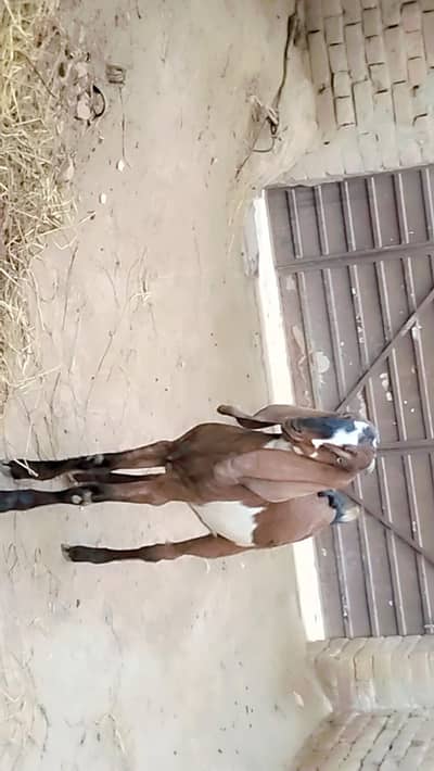 piuer dasi Bakra khassi