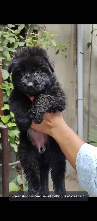 Black German Shepherd  proper long pair for sale available