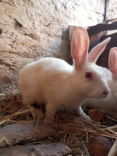full white red eye rabbit pair