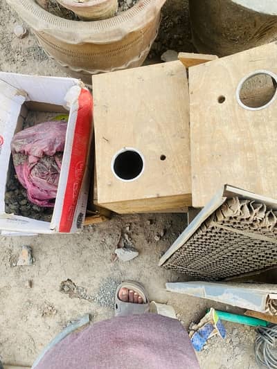 love birds and breading boxes for sale