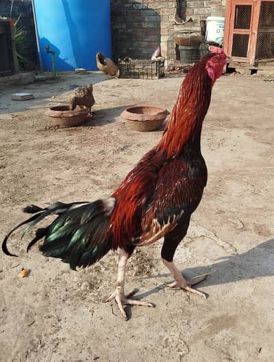 Aseel Breader Pair for Sale