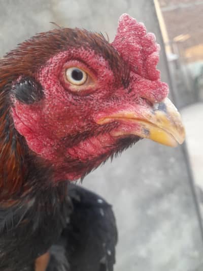 bht e nayab or khubsurt keemti pair strong budy line may