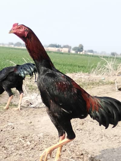 Aseel shamo03021051993